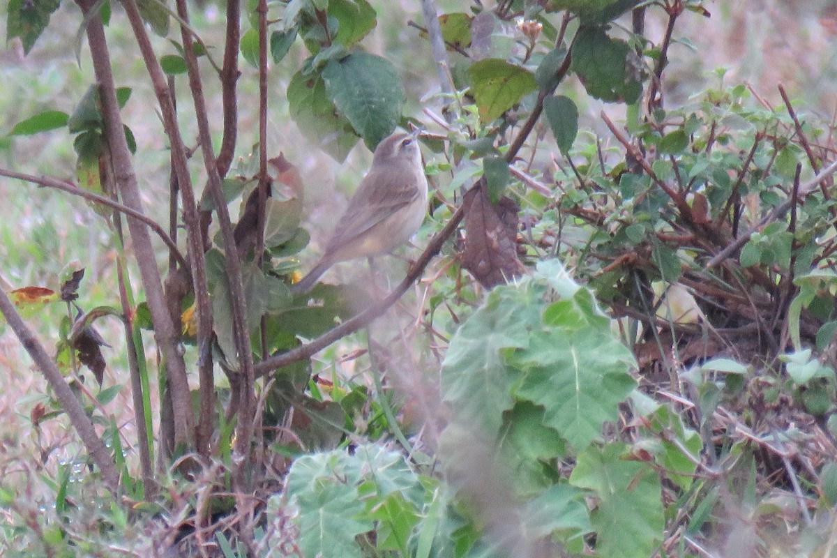 Palm Warbler - ML628047879