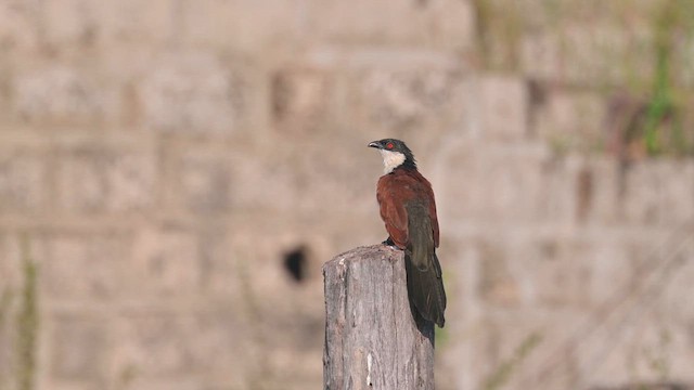 Senegal Coucal - ML628047882