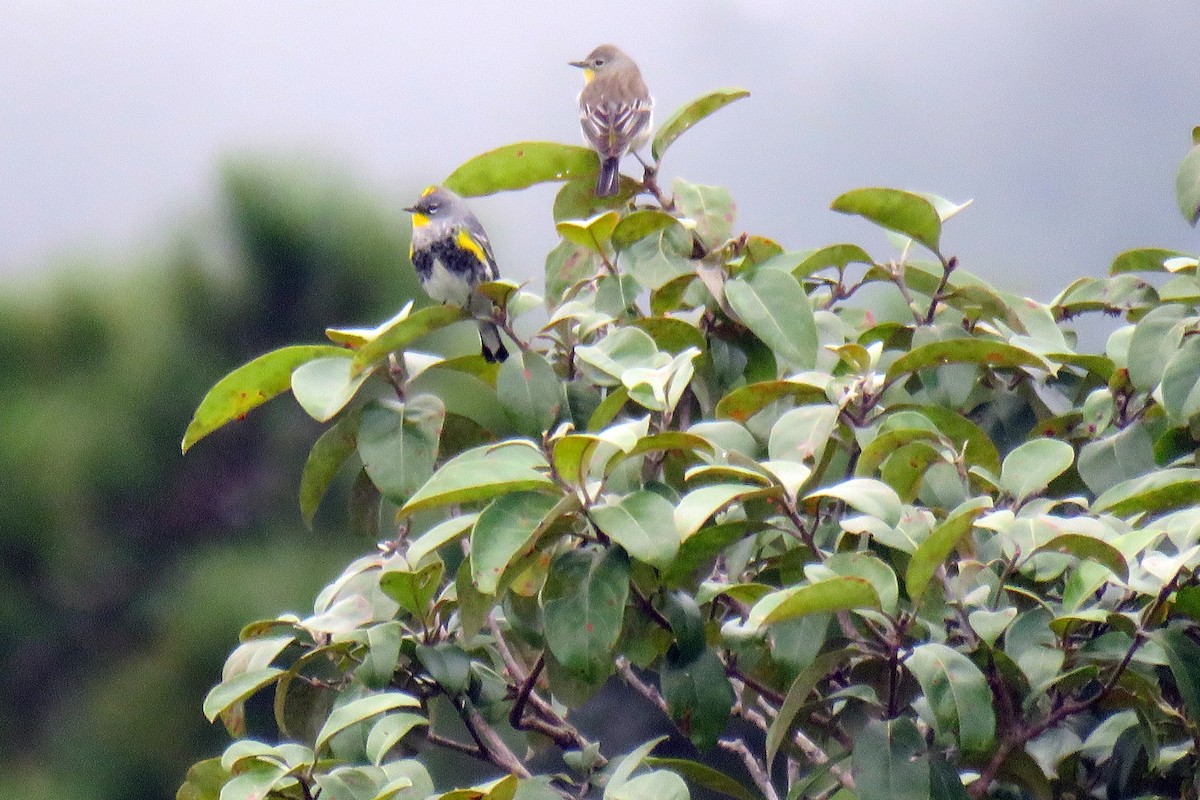 Yellow-rumped Warbler (Audubon's) - ML628047908