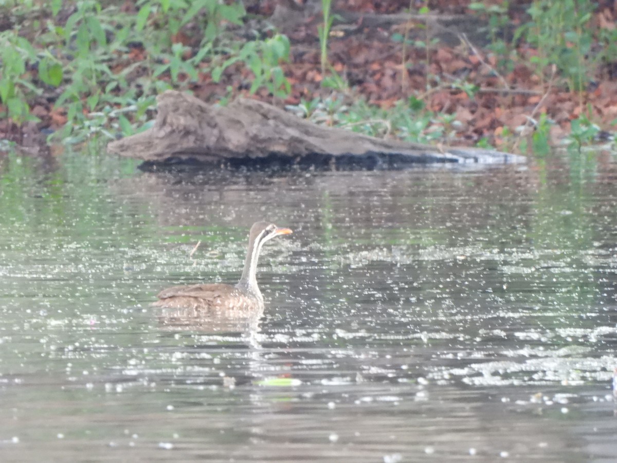 African Finfoot - ML628047916