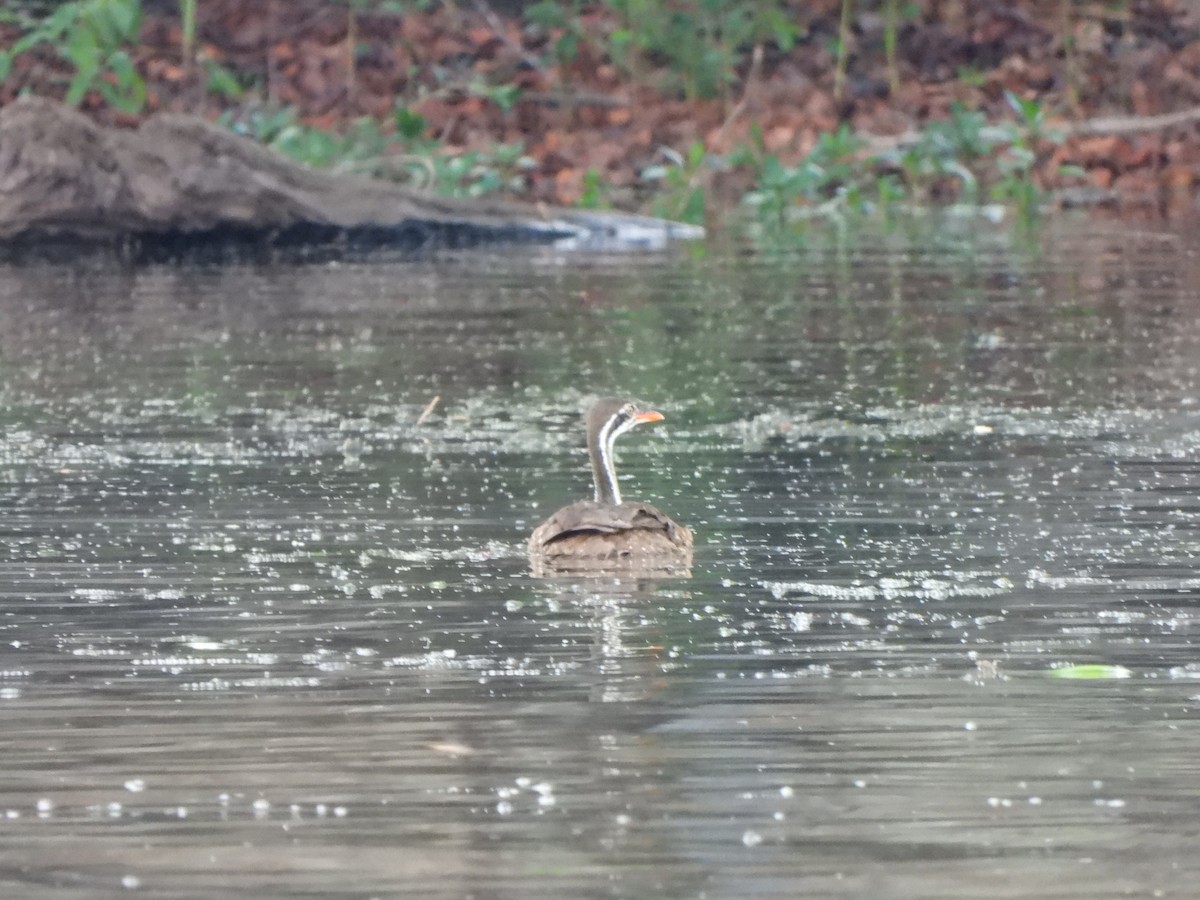 African Finfoot - ML628047917