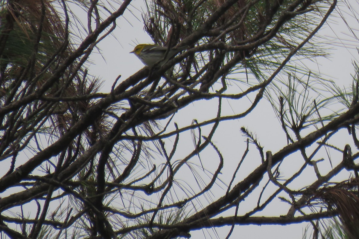 Black-throated Green Warbler - ML628047959