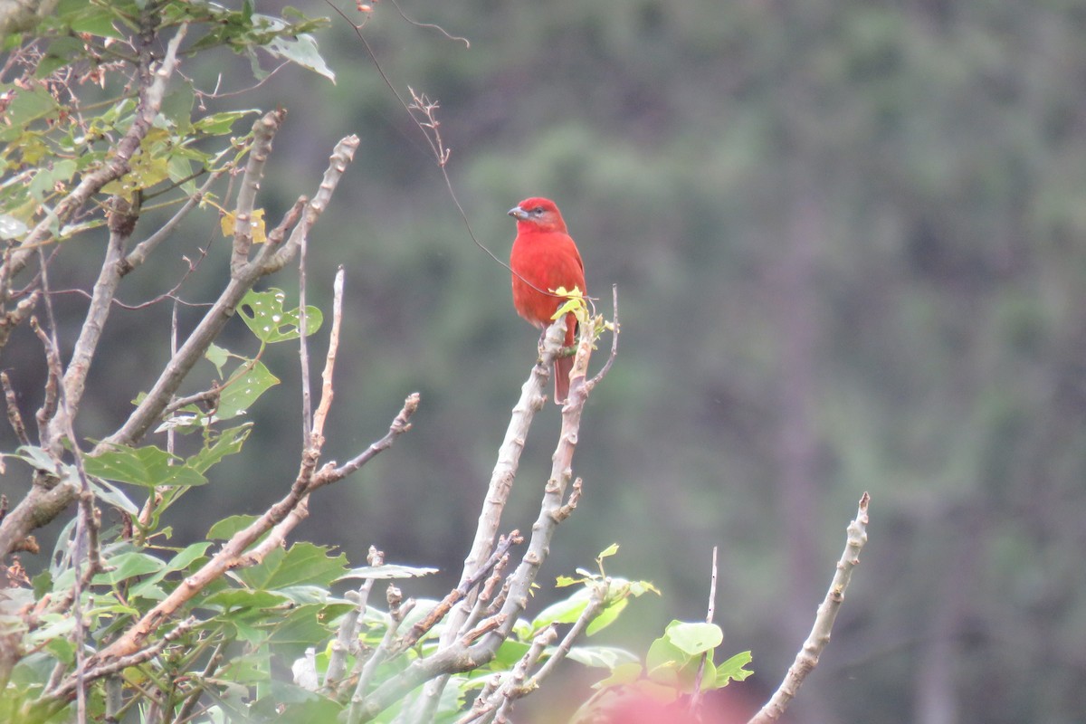 Hepatic Tanager - ML628047967