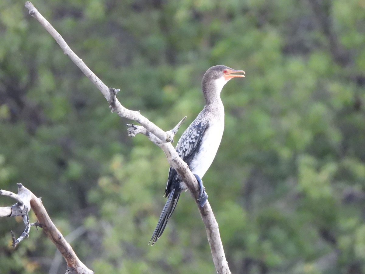 Reed Cormorant - ML628047994