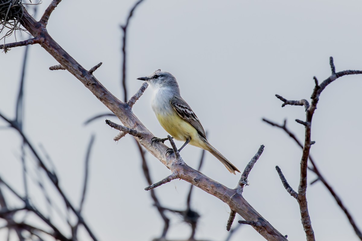 Suiriri Flycatcher - ML628048010