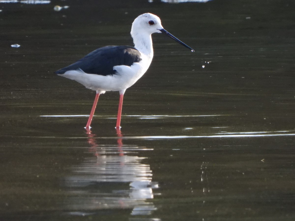 Black-winged Stilt - ML628048018