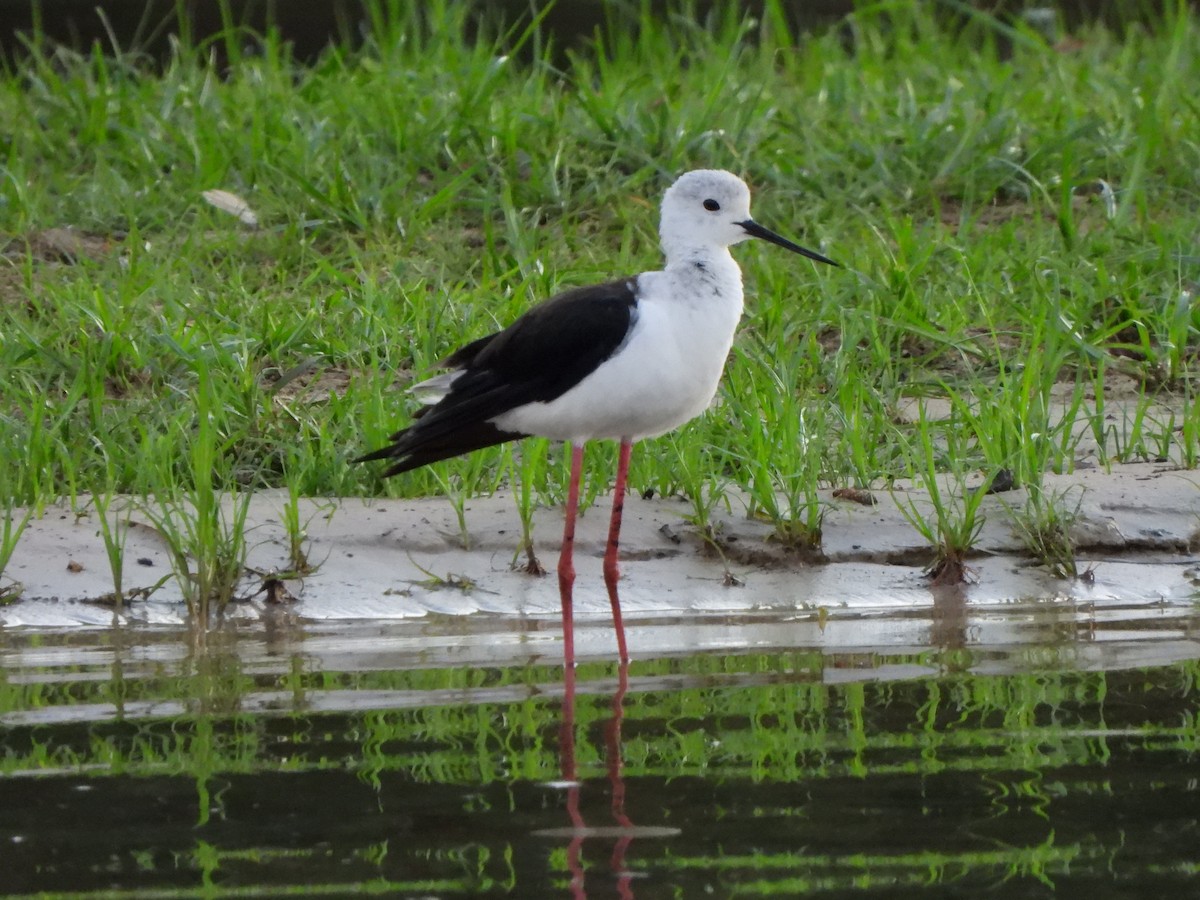 Black-winged Stilt - ML628048019