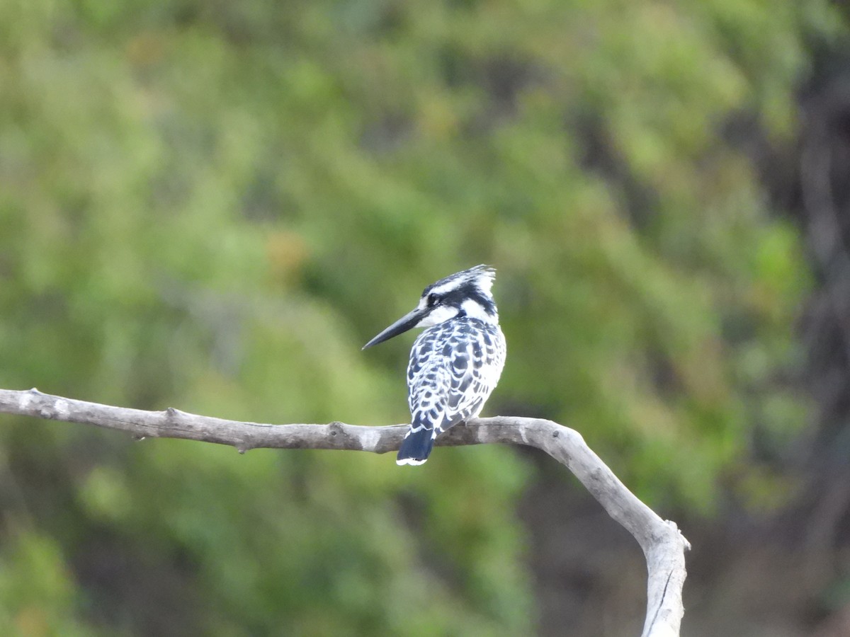 Pied Kingfisher - ML628048033