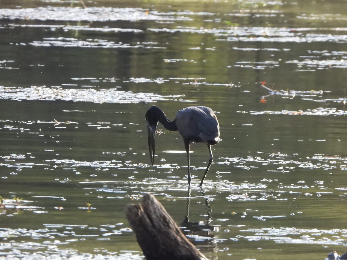 African Openbill - ML628048055