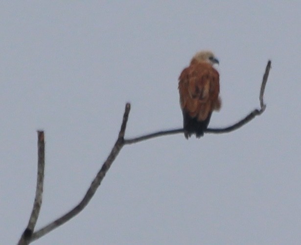 Black-collared Hawk - ML628048057