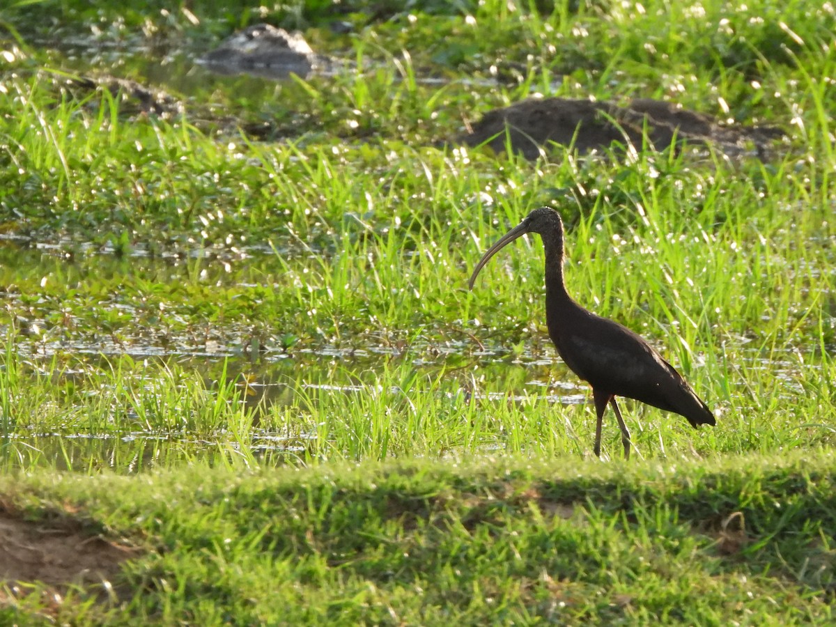 Glossy Ibis - ML628048113