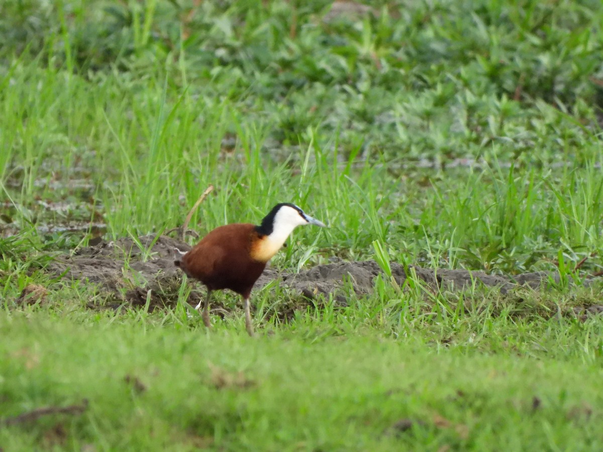 African Jacana - ML628048123