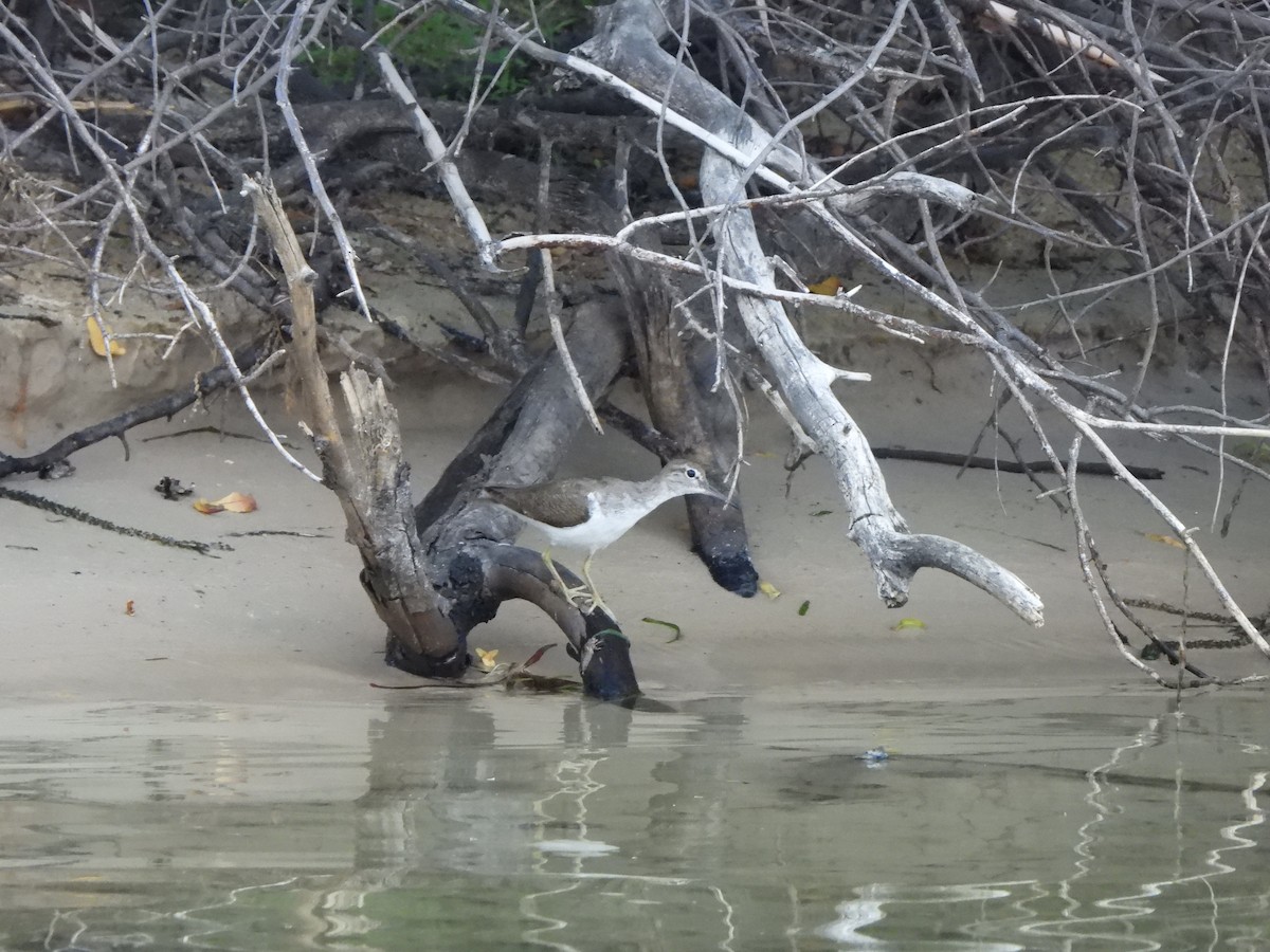 Common Sandpiper - ML628048140