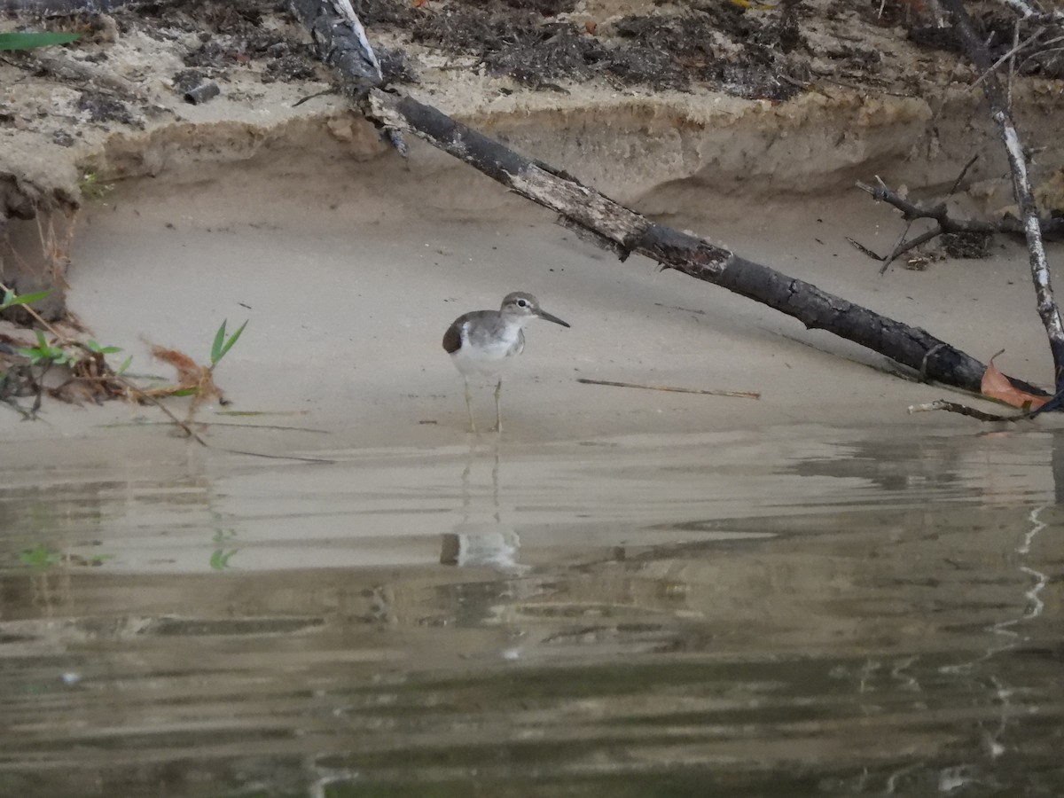 Common Sandpiper - ML628048151