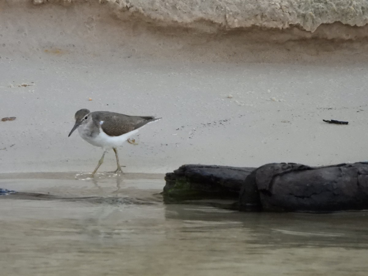 Common Sandpiper - ML628048152