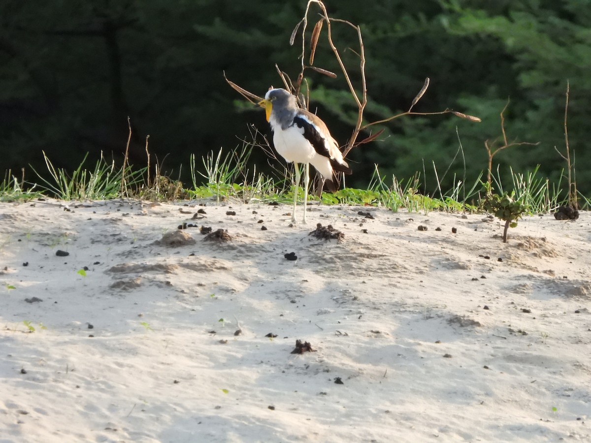 White-crowned Lapwing - ML628048175