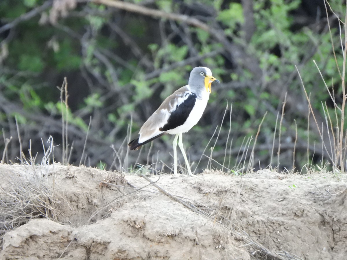 White-crowned Lapwing - ML628048177