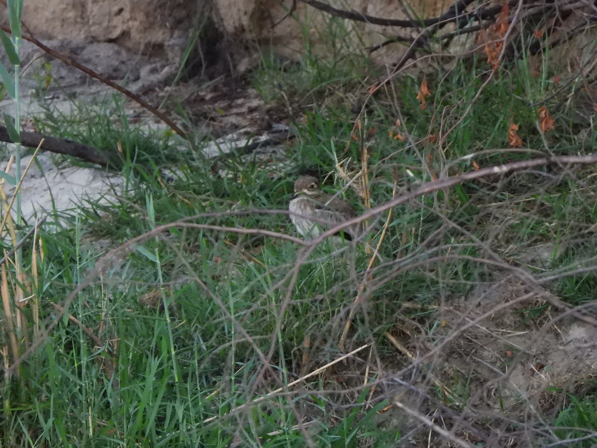 Water Thick-knee - ML628048191