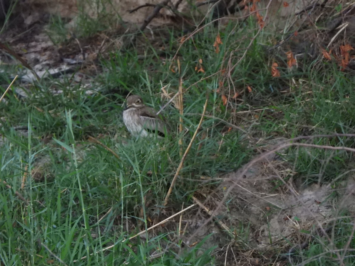 Water Thick-knee - ML628048192