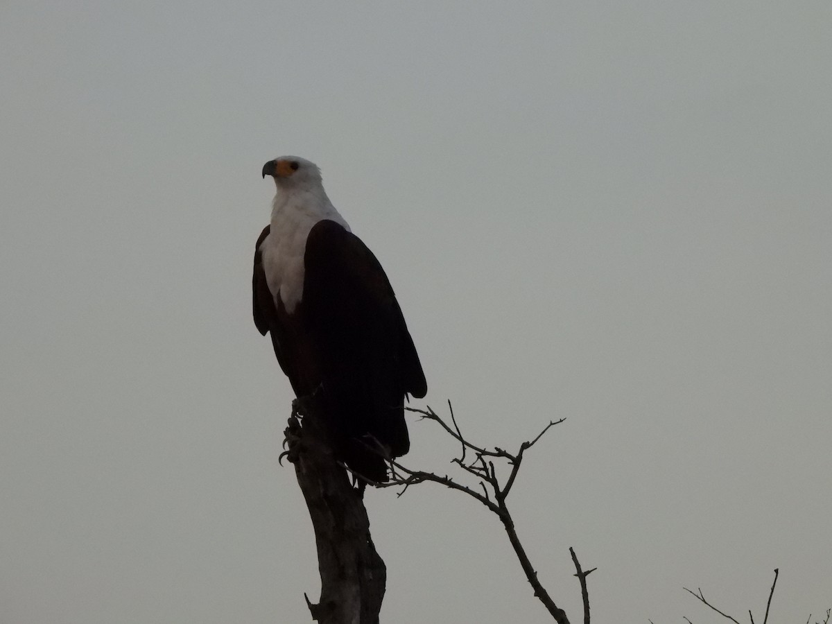 African Fish-Eagle - ML628048214