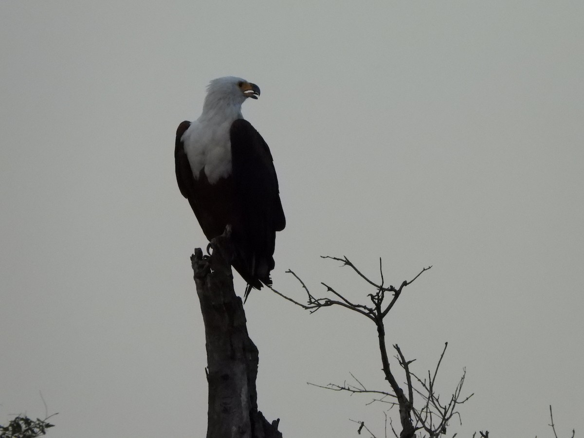 African Fish-Eagle - ML628048215