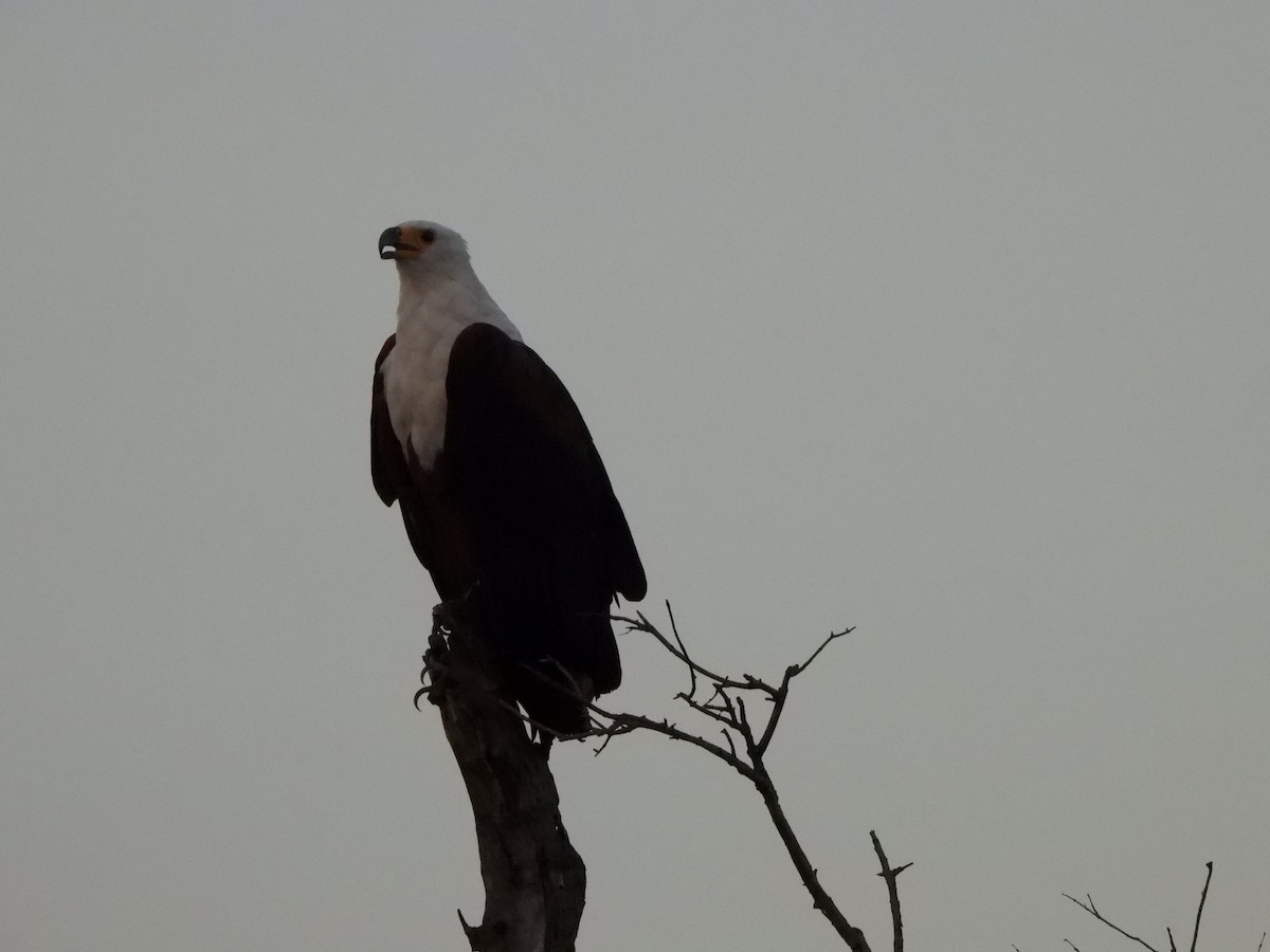 African Fish-Eagle - ML628048216