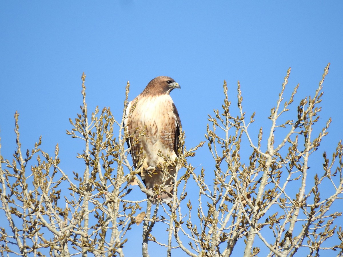 Red-tailed Hawk - ML628048238