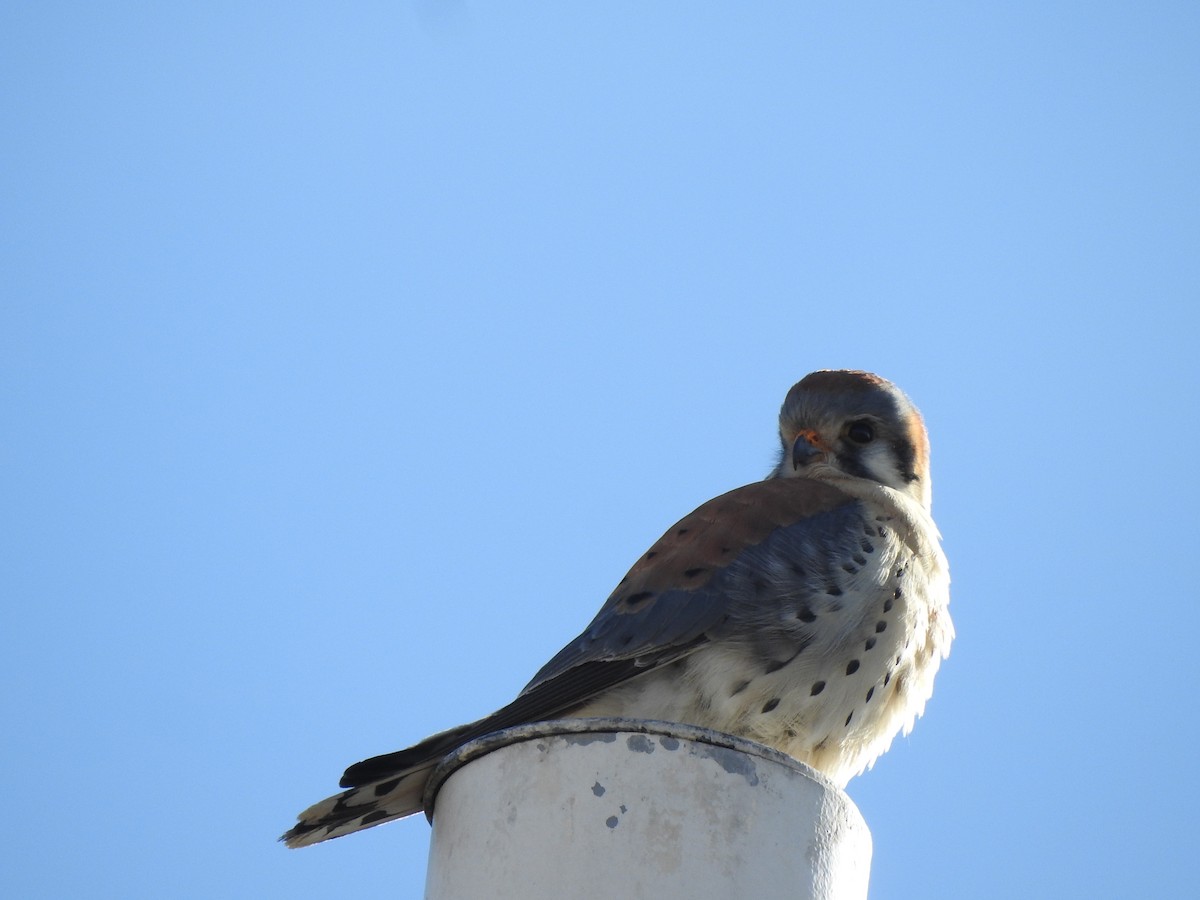 American Kestrel - ML628048253