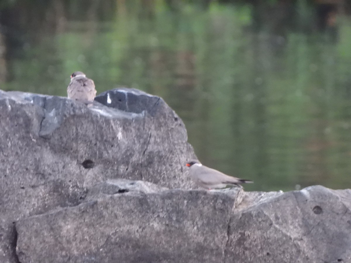 Rock Pratincole - ML628048254