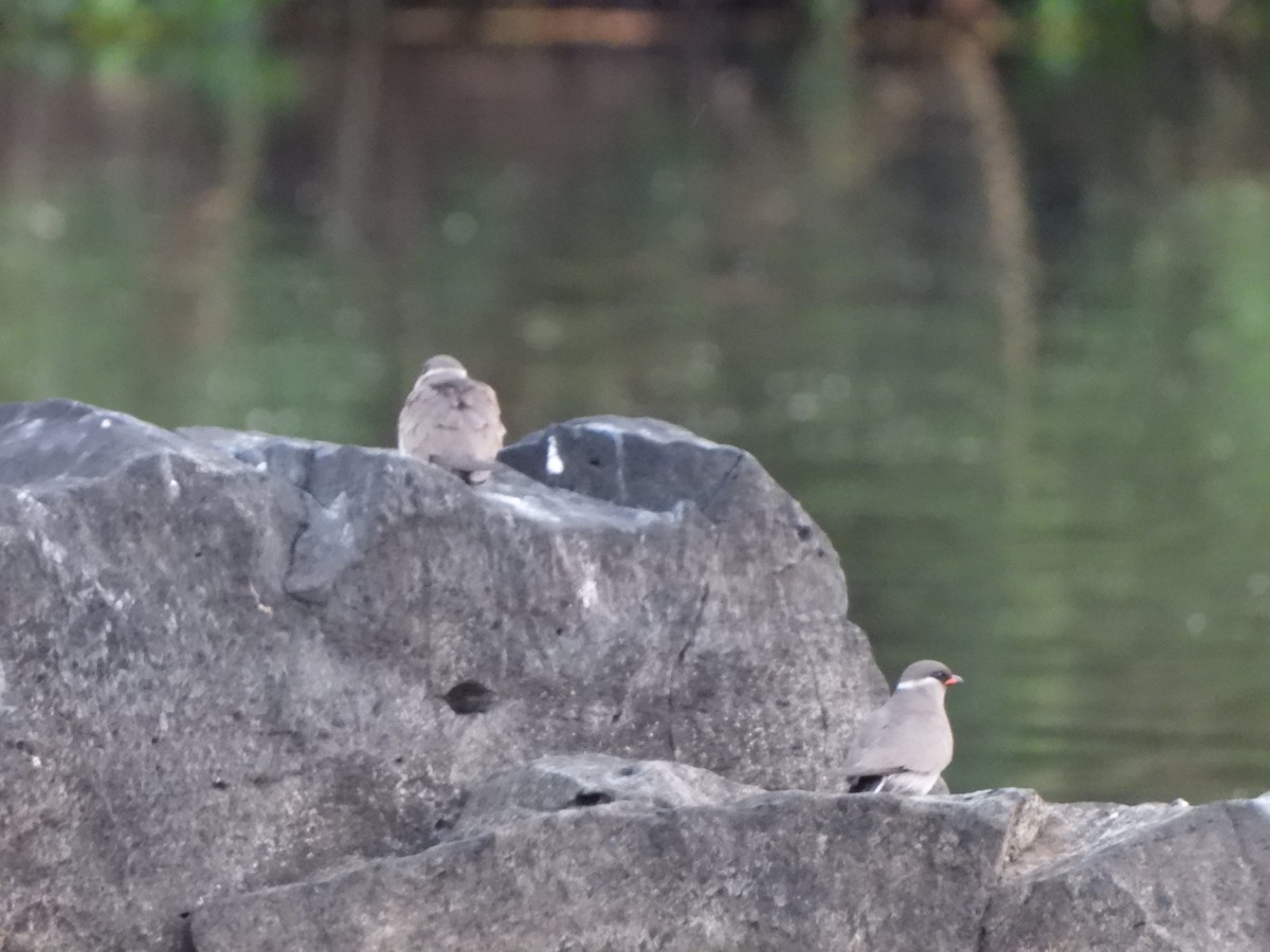 Rock Pratincole - ML628048255