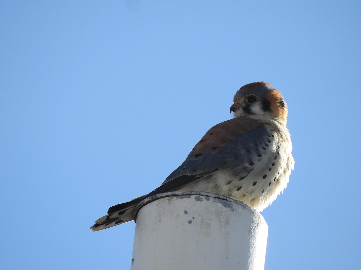 American Kestrel - ML628048260