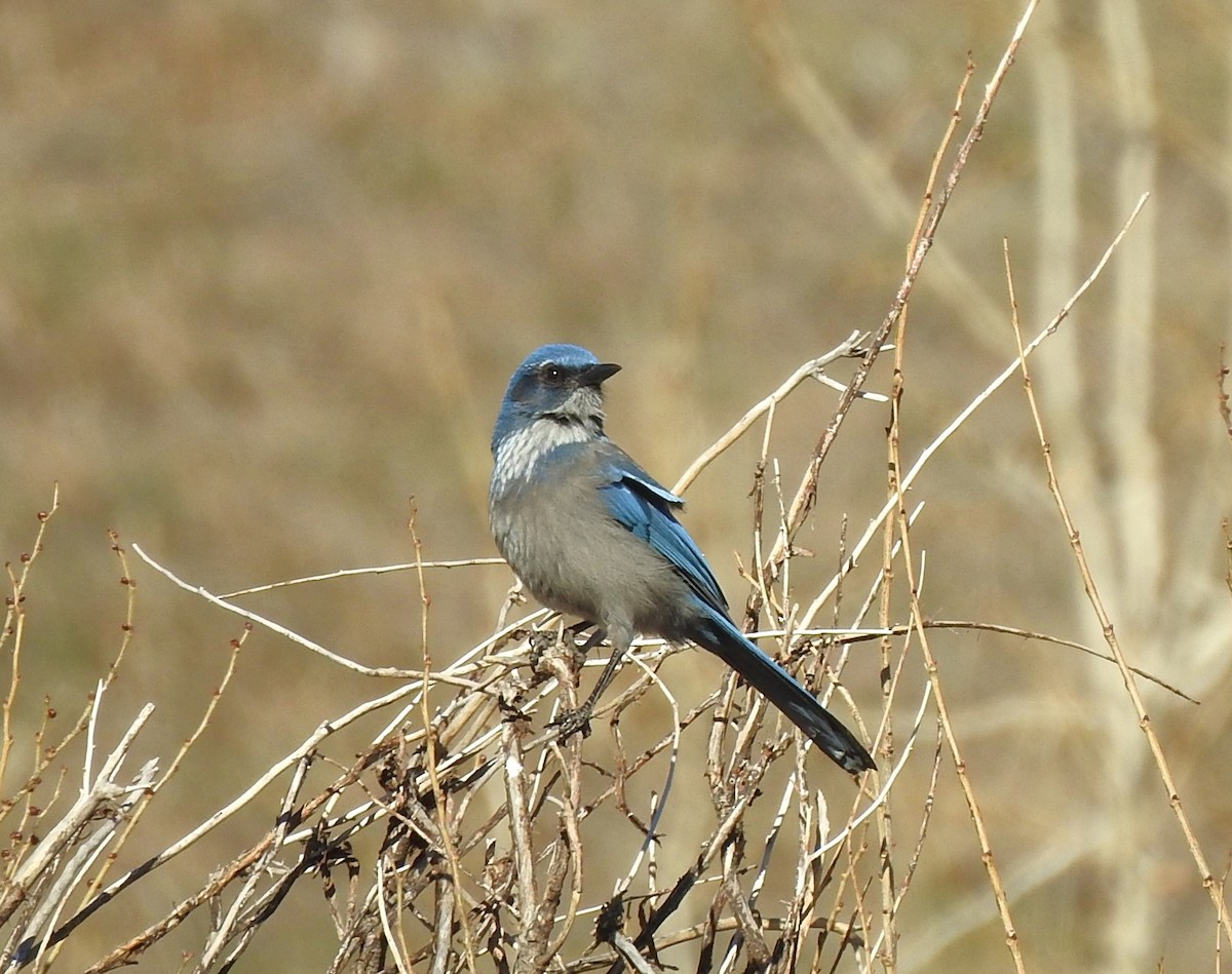 Woodhouse's Scrub-Jay - ML628048267