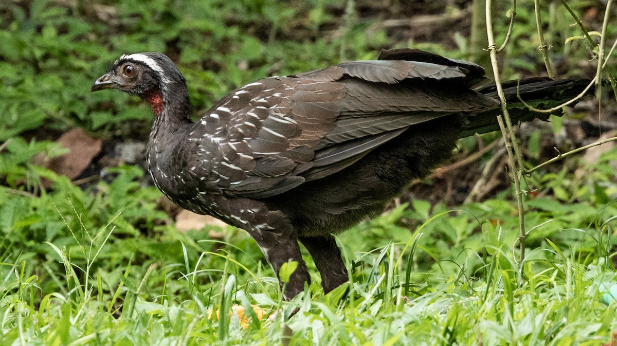 White-browed Guan - ML628048313