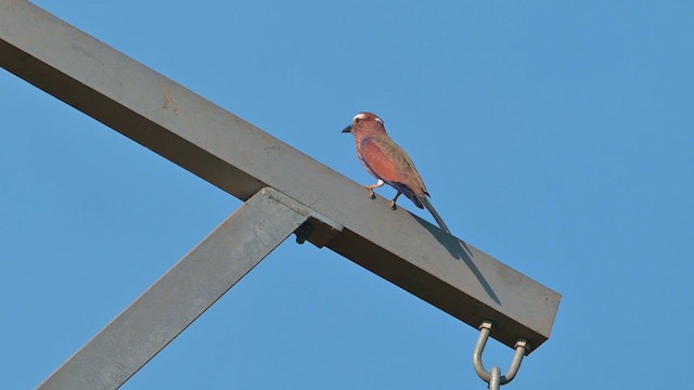 Purple Roller - ML628048334