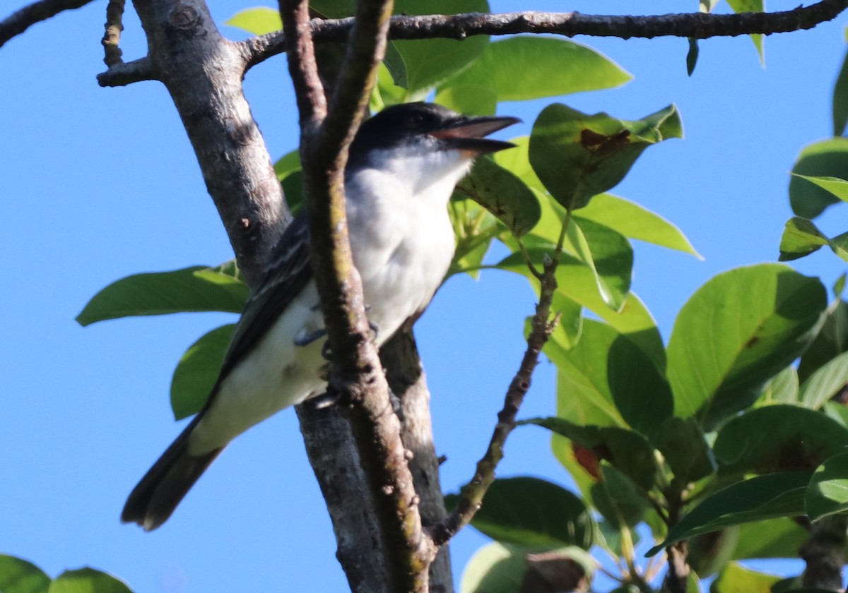 Giant Kingbird - ML628048395