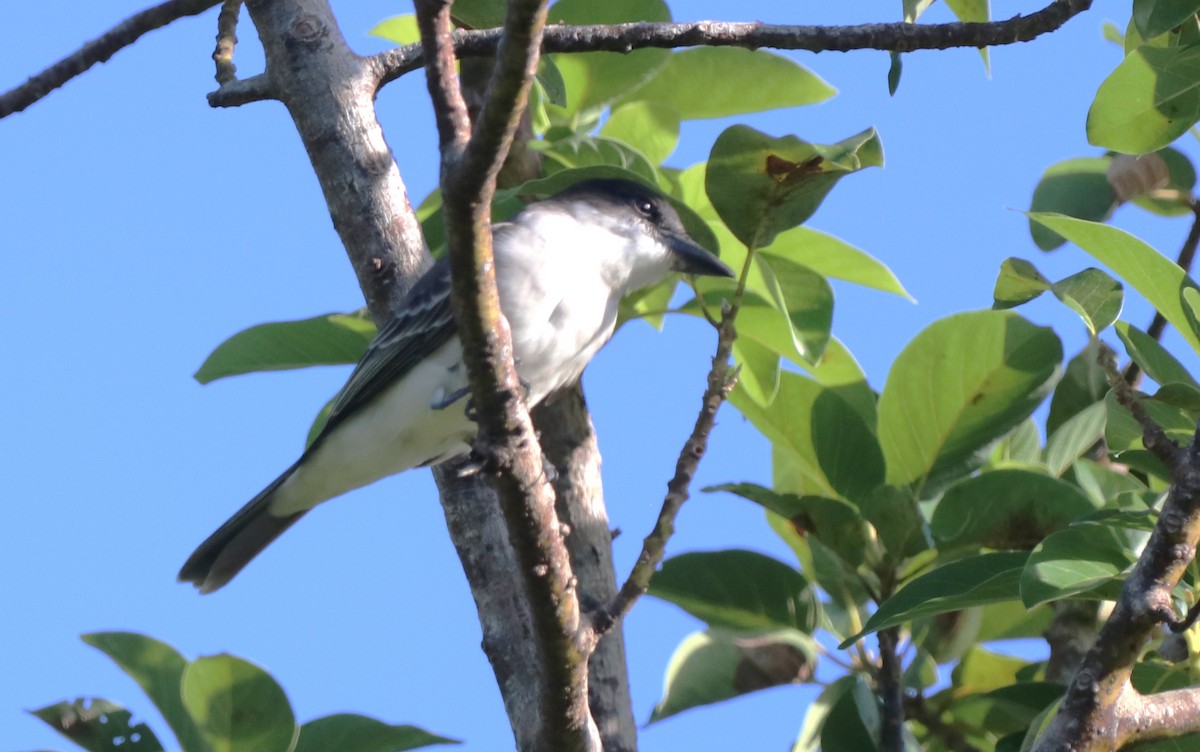 Giant Kingbird - ML628048399