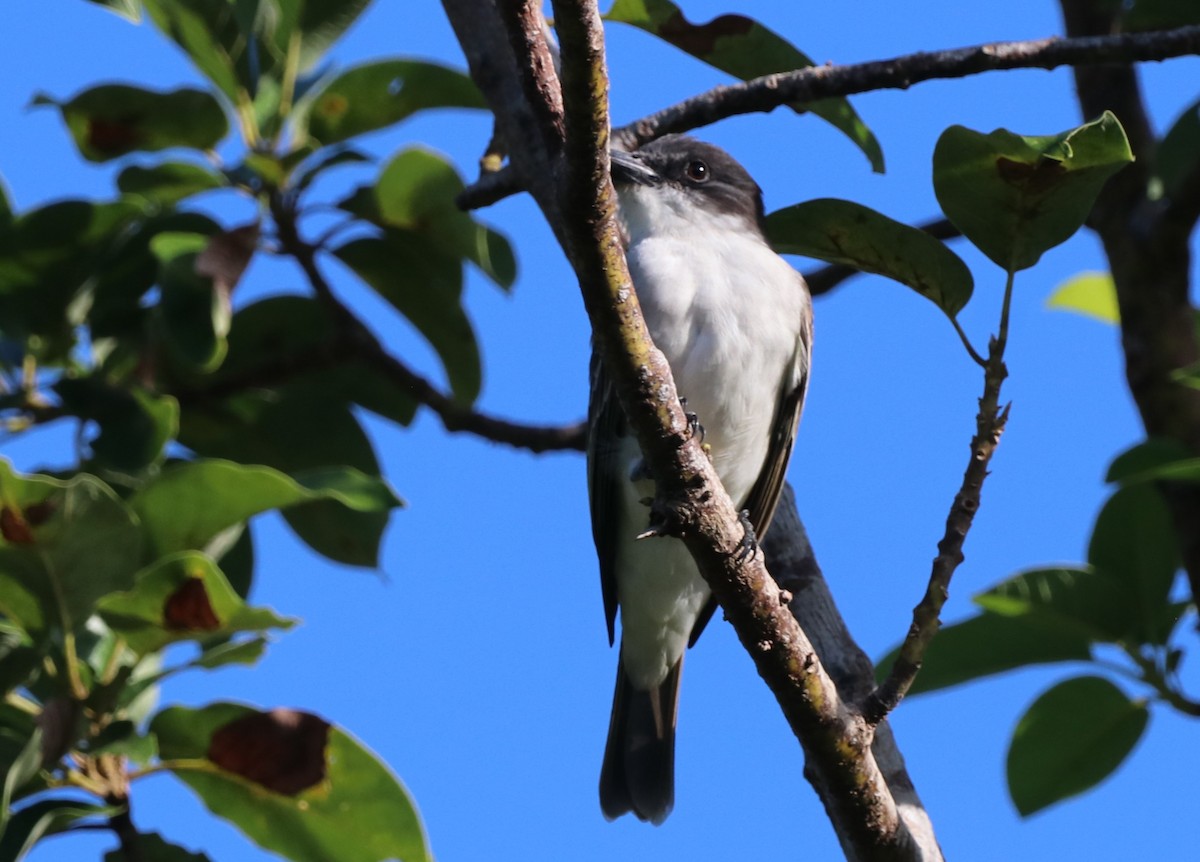 Giant Kingbird - ML628048411