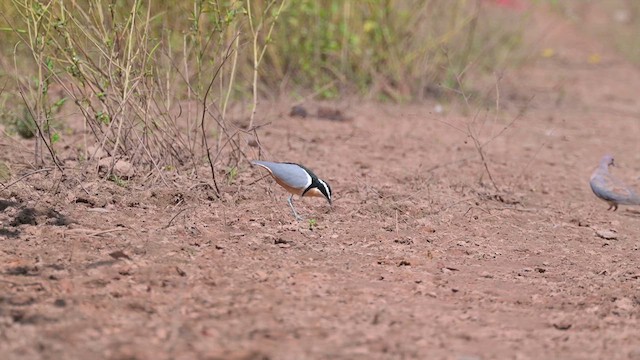 Egyptian Plover - ML628048484