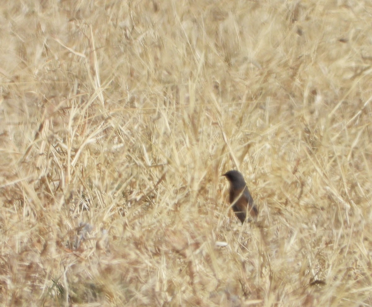 Western Bluebird - ML628048549