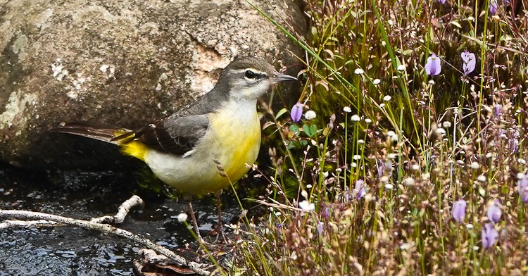 Gray Wagtail - ML628048564