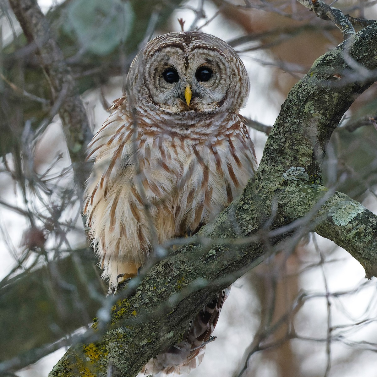 Barred Owl - ML628048575