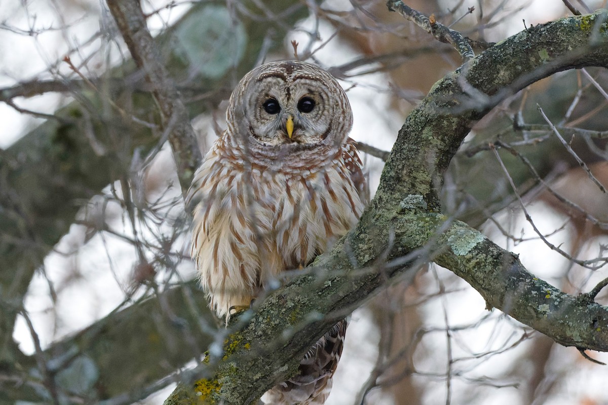 Barred Owl - ML628048580