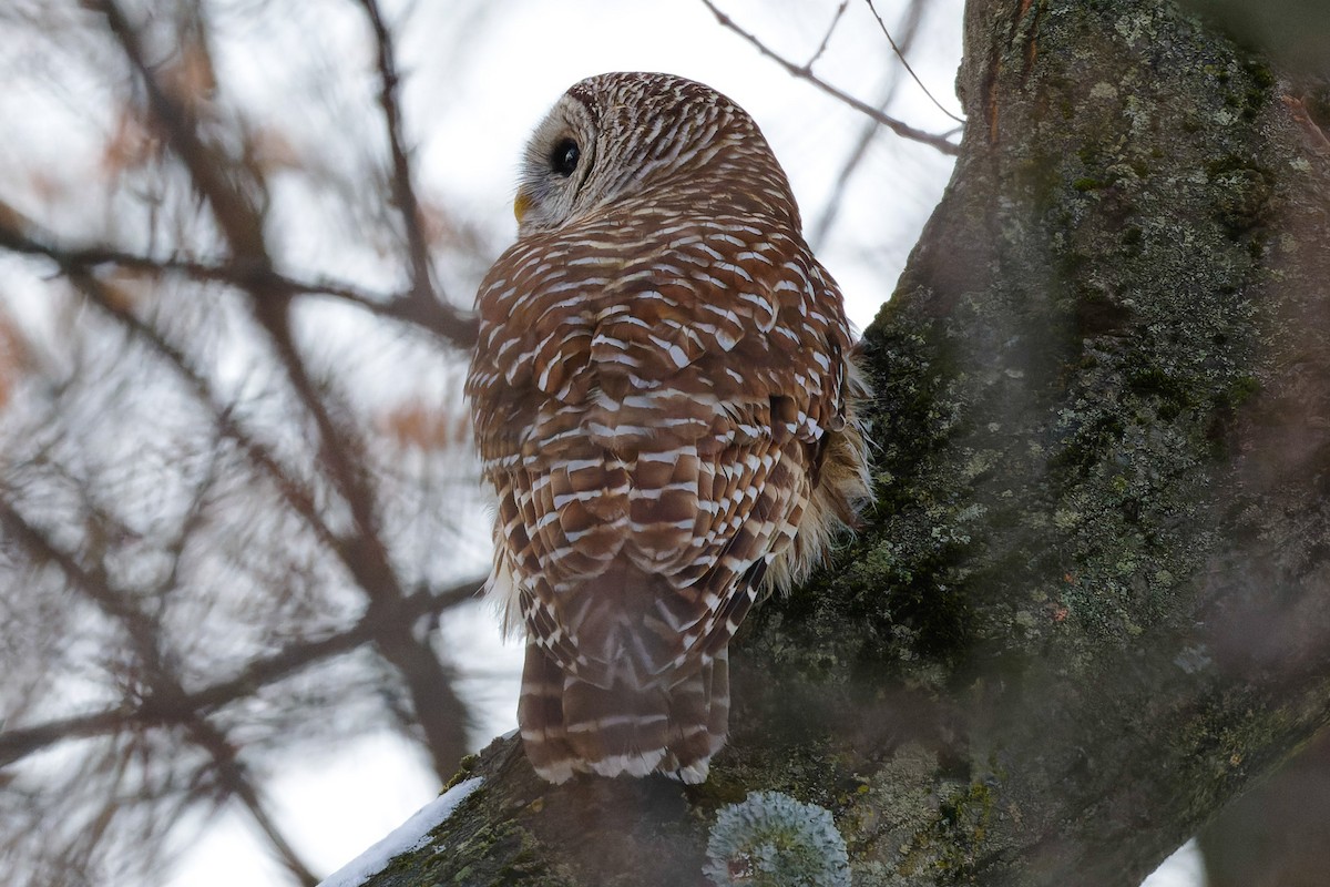 Barred Owl - ML628048588