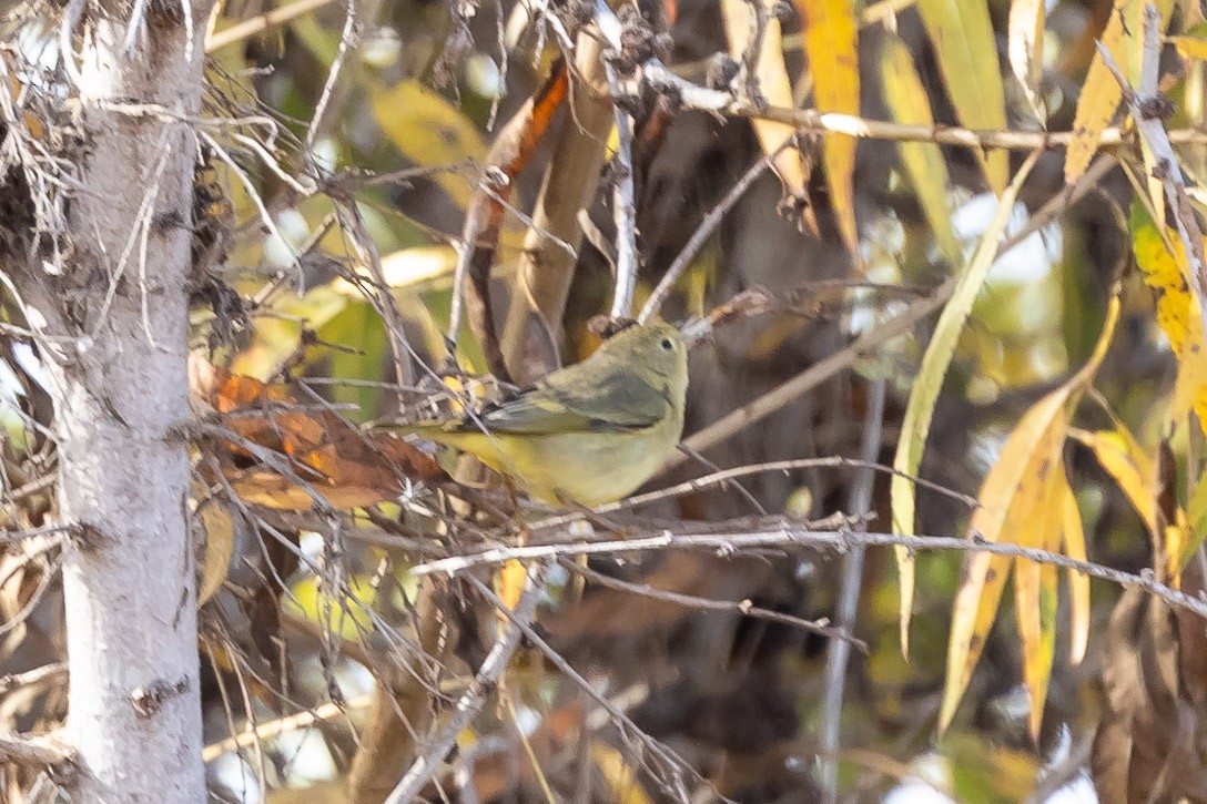 Paruline jaune - ML628048607