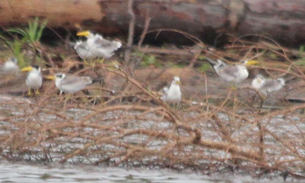 Yellow-billed Tern - ML628048661