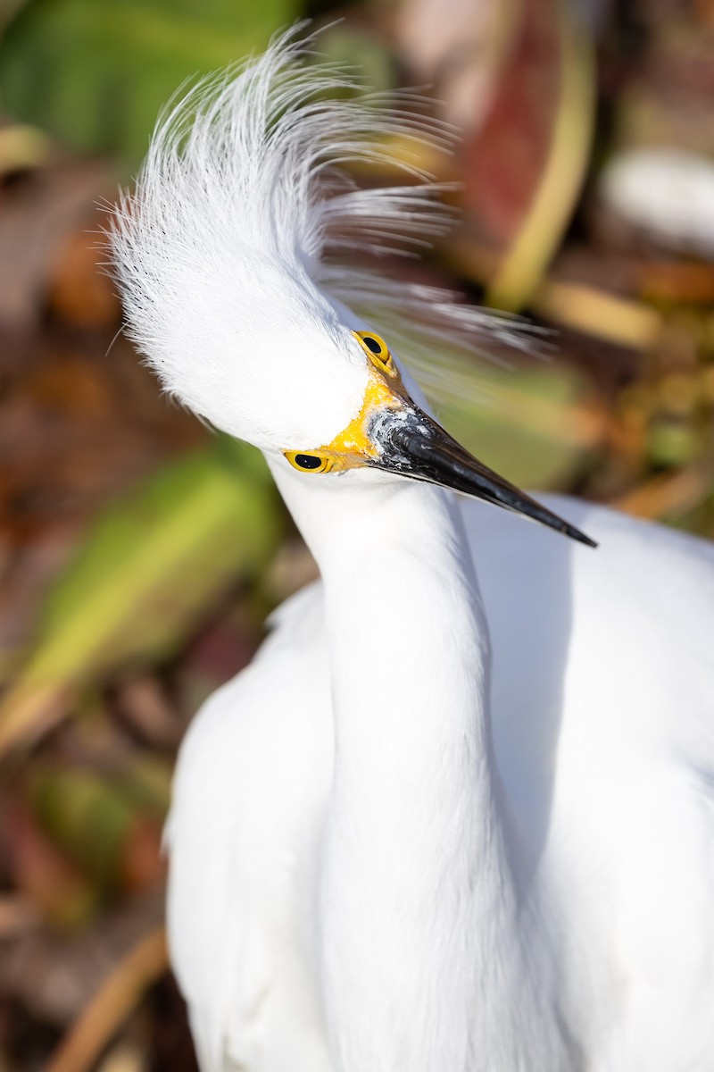 Aigrette neigeuse - ML628048665