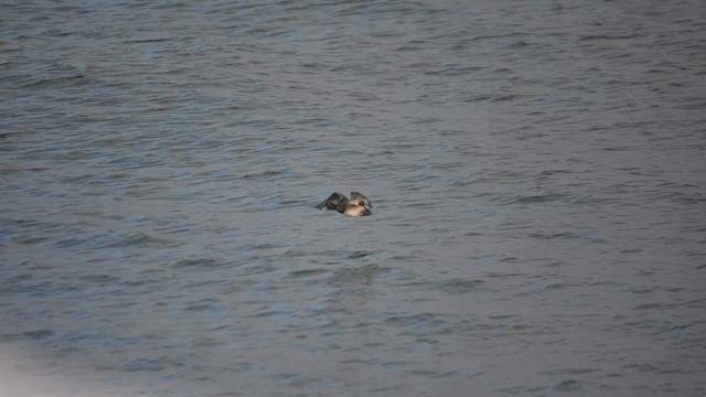 bergand - ML628048677