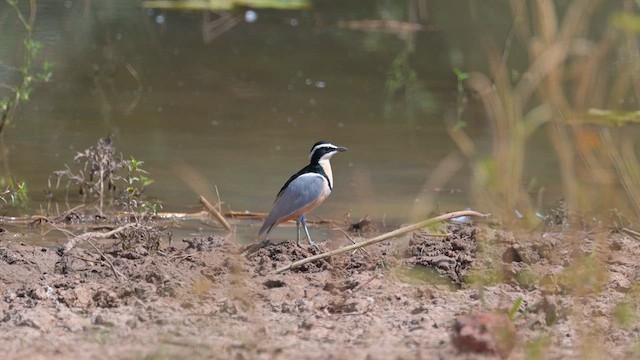 Egyptian Plover - ML628048740