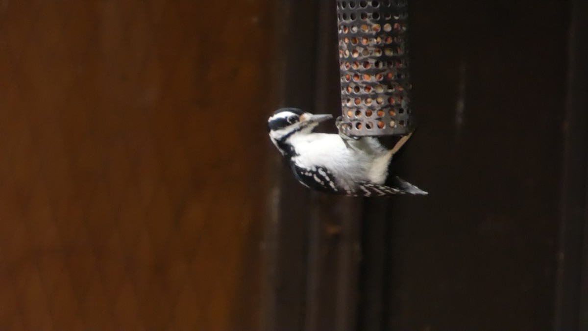 Hairy Woodpecker - ML628048859