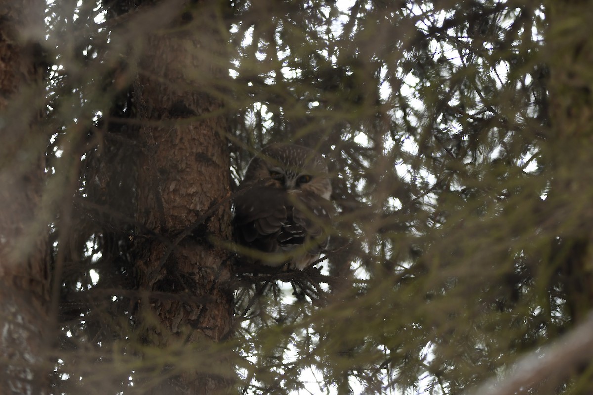 Northern Saw-whet Owl - ML628048876